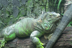 varan